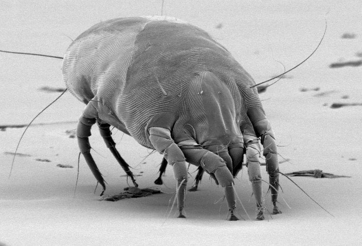 Dust mite