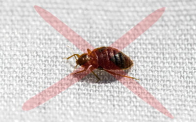 How to Prevent and Get Rid of Bedbugs