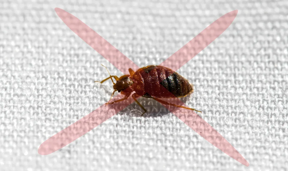 how to get rid of bed bugs